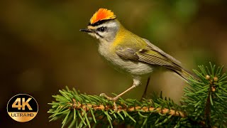 Firecrest Regulus ignicapilla Singing birds 4K Ultra HD [upl. by Kcim725]