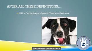 The Management amp Treatment of Anesthetic Hypotension  Veterinary Medicine [upl. by Weismann]