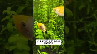 Why Honey Gourami Are Great Fish For 10 Gallon Tanks aquarium fishtank [upl. by Loftis]