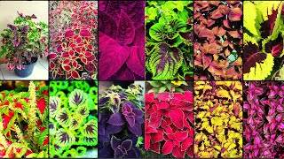 COLEUS VARIETIES  Plants Weekly [upl. by Mossolb]