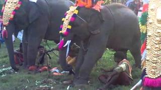 Peroor Temple Pooram2012 Elephant play [upl. by Pandora]