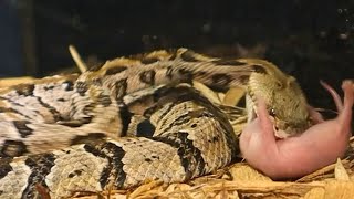 An Unexpected Strike From The Timber Rattlesnake [upl. by Erdnael]