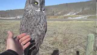 Petting a Wild Great Grey Owl [upl. by Ayle]