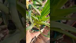 Albuca spiralis jóia de coleçãovendasonlineplantas cactosesuculentasinspiração vidasaudavel [upl. by Garret]