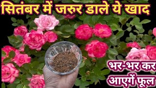 सितंबर में भी गुलाब पर आएंगे फूलBest fertilizer for rose plantRose fertilizer [upl. by Nayllij]