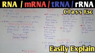 Nucleic Acid  RNA And Its Types  Class 11 Biology [upl. by Aisilef]