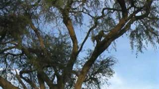 Leopard Hunting Bird in Tree [upl. by Anirbac]