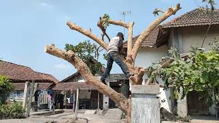 Cara Tukang Sinso Memotong pohon kelengkeng dihalaman rumah [upl. by Eltsirhc668]