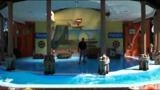 BehindtheScenes Saint Louis Zoo Sea Lion Show [upl. by Hoopen]