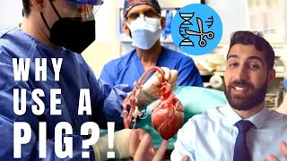 FIRST Pig to Human Heart Transplant  HOW DID WE DO IT [upl. by Atirihs864]