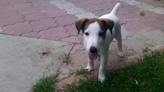 Гладкошёрстный фокстерьер Нос Первый год 1st year of the smooth fox terrier Nos [upl. by Arnold]