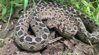 Common Eggeater Dasypeltis scabra [upl. by Healey]