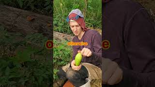 Easy and fast method for growing and planting hybrid fruit trees of guava and watermelon gardening [upl. by Raimondo176]