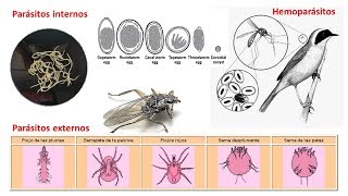 Desparasitación interna y externa en aves [upl. by Ohce]