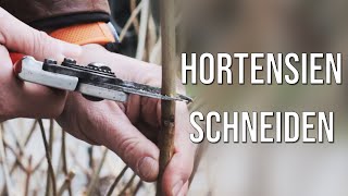 Hortensien schneiden Rispen und Ballhortensien [upl. by Sella]