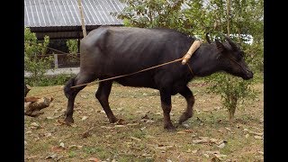 Animal draft power carabao for land preparation [upl. by Niamrahc]