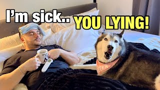 Telling My Husky Im Sick amp She FREAKS OUT TEMPER TANTRUM 😳👀 [upl. by Jerold]