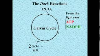 Dark reactions photosynthesis [upl. by Auod]