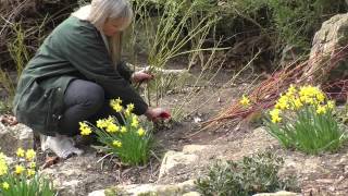 Howto Prune Dogwoods Cornus [upl. by Tanitansy]