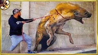 50 Most Dangerous Animals Kept As Pets [upl. by Llehcam]