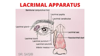 Lacrimal Apparatus  Complete Anatomy  Innervation  Clinicals [upl. by Ynohtnanhoj]