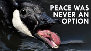 Geese Peace Was Never an Option [upl. by Baalman]