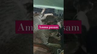 Nadamadum sammi Amma tamil song best song [upl. by Hewe125]