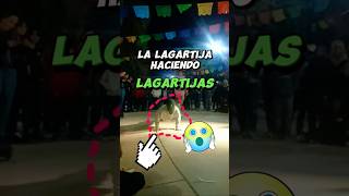 La lagartija haciendo lagartijas 🤭😲 lagartijas comedia entretenimiento payasochuyin cocorit [upl. by Aidekal655]