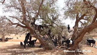 CHÈVRES PERCHÉES AU SOMMET DES ARBRES  IMI MQOURN  MAROC [upl. by Alys571]