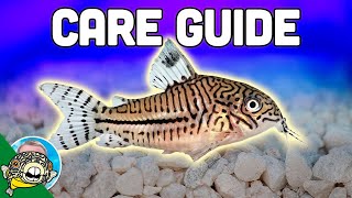 Cory Catfish Care Guide  Aquarium CoOp [upl. by Rhianon]