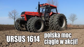 URSUS 1614  Polska moc ciągle w akcji  włókowanie w GR Dziarnowo [upl. by Lidaa767]