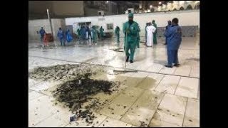 MILLIONS OF FLYING COCKROACHES INVADE MECCA FOR THE FIRST TIME IN HISTORY  CANDIDBERRY [upl. by Sirdna]