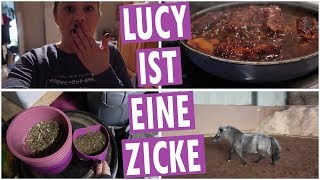 PFERDEFÜTTERUNG 🌾 amp VEGANES WEIHNACHTSMENÜ  17  23122018  Minishetty Lucy [upl. by Laktasic30]