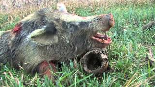 400 lb GIANT Texas Hog Bow Hunt [upl. by Keyser]