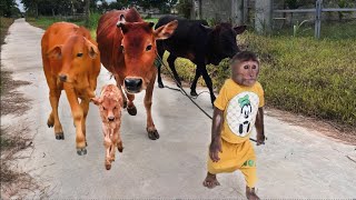 Best moments cow Best funny CUTIS amp Cows [upl. by Straub29]