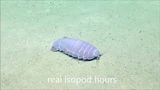 real isopod hours [upl. by Cinda]