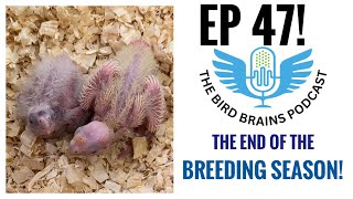 The End of the Breeding Season The Bird Brains Podcast EP 47 [upl. by Redmer]