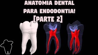 Dentista Estuda 4 PT 2 Anatomia Dental Aplicada à Endodontia  Resumo  Concursos Para Dentistas [upl. by Groark796]