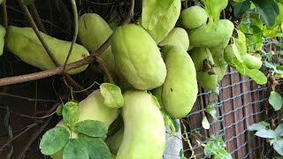 Chocolate vine  Akebia Quinata abundant crop is starting to ripen in mid September [upl. by Eetsirhc]