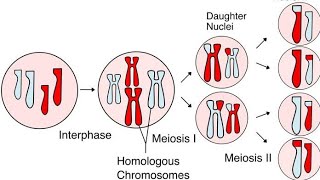 Meiosis [upl. by Llertnad781]