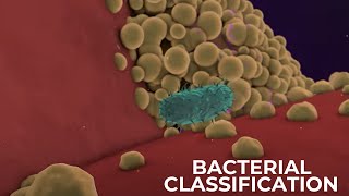 Classification of Bacteria on the basis of Respiration  Shapes amp Cell Wall Composition [upl. by Ponton937]