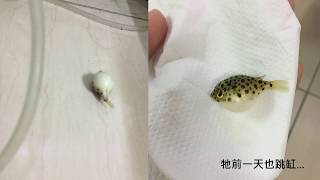 Spotted green pufferfish  金娃娃跳缸 [upl. by Maloy]