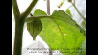 Cape Gooseberries Tasting amp Growing [upl. by Ecnerwal]