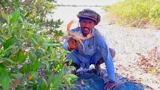 How did this mud crab get stuck in our net and keep tying hands [upl. by Terrag]