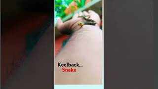 keelbacksnake new viralshort video [upl. by Akihdar]