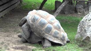 Giant Tortoises mating  Tortugas Gigantes reproduciéndose  Prague Zoo 2013 [upl. by Nolyad]