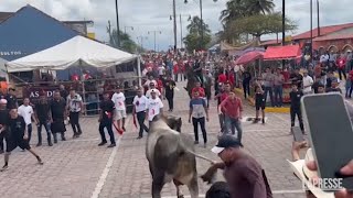 Messico a Tlacotalpan le proteste non fermano la corsa dei tori [upl. by Laktasic]