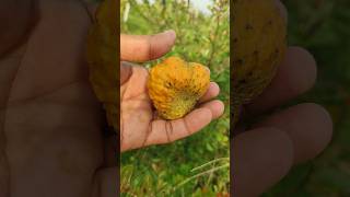 Annona spinescens fruit ripened  orange custardapple  annonecea family [upl. by Noillid177]