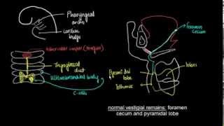 Development of thyroid gland and its anomalies [upl. by Yeliah]