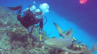 Spearing Lionfish in Belize and feeding them to the Sharks [upl. by Yablon]